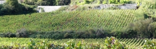 A la suite des épisodes et de canicule qui ont fortement affecté les exploitations agricoles de la Côte-d'Or, le Gouvernement complète le plan d'urgence agricole annoncé le 4 septembre.